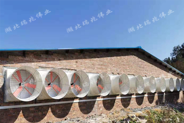 降温湿帘与负压风机结合，助力猪场通风降温